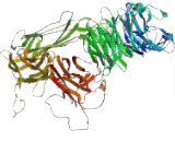 Integrin Alpha 7 (ITGa7) Integrin Alpha 7 (ITGa7)