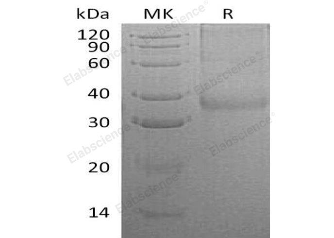 Валидация Elabscience PKSH032799(3218)