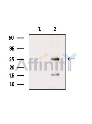 Валидация Affinity AF6691 - 3948