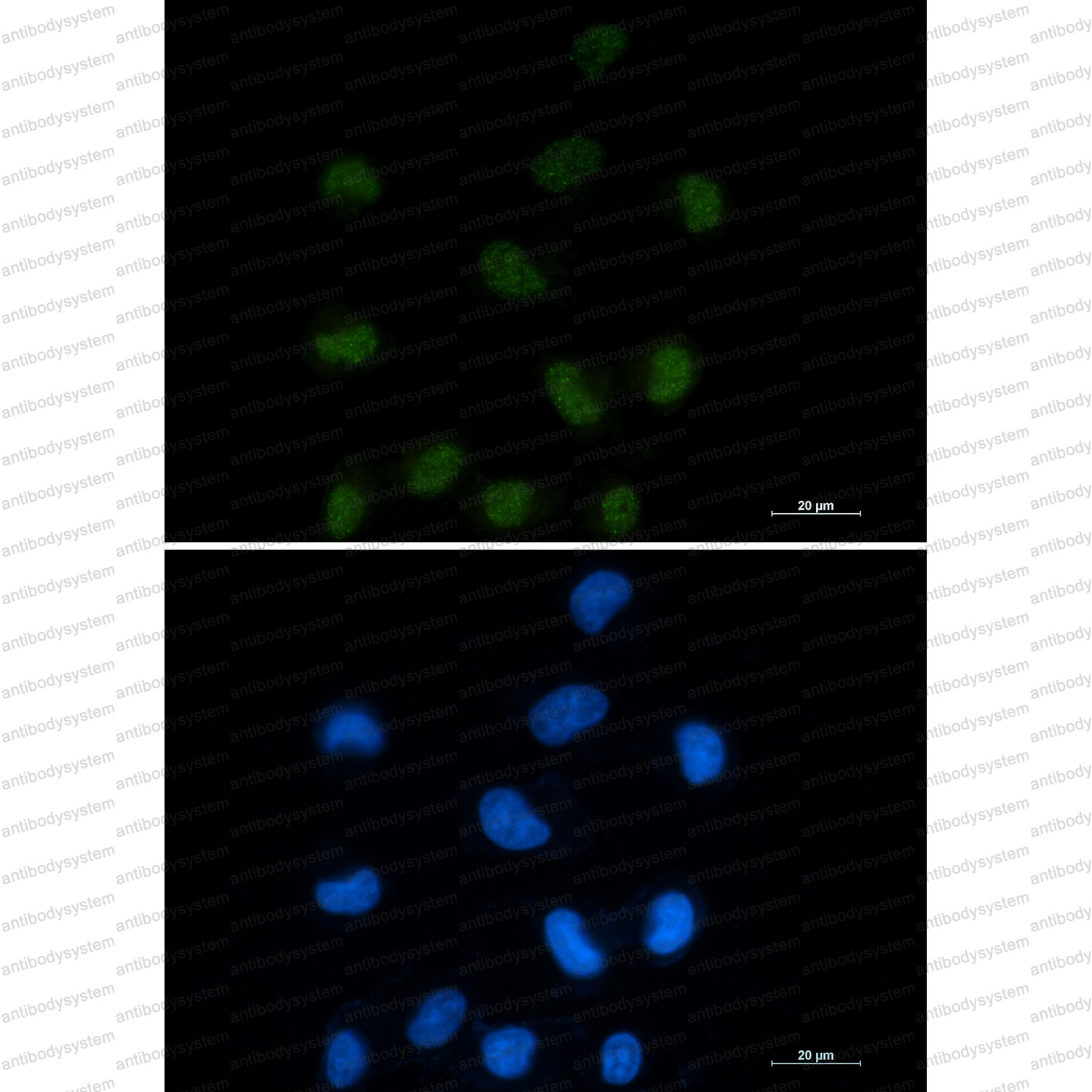 Валидация IF - AntibodySystem RHG50101