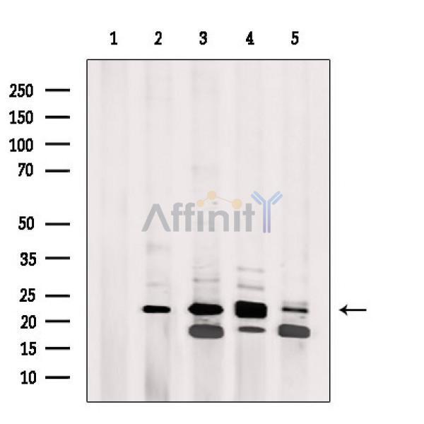 Валидация Affinity DF3210 - 14028
