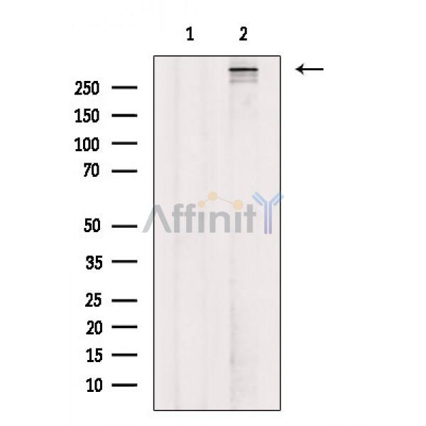 Валидация Affinity AF4119 - 2169