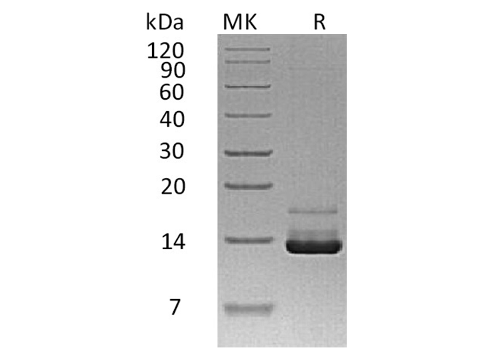 Валидация Elabscience PKSH033570(3866)