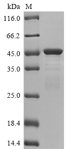SDS-PAGE