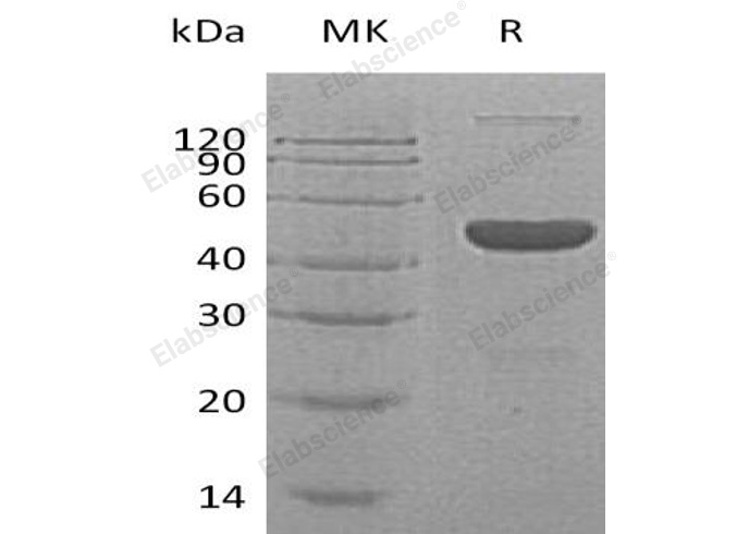 Валидация Elabscience PKSH032465(2935)