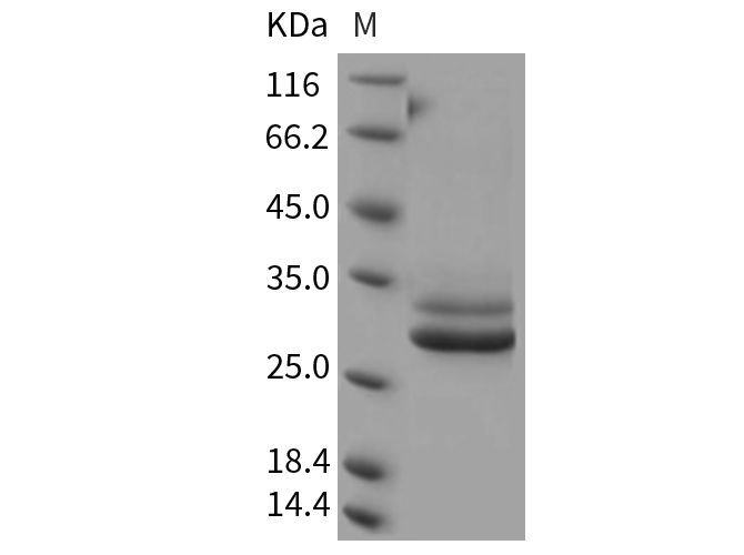 Валидация Elabscience PKSR030297(5643)