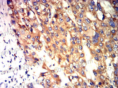 Валидация AntibodySystem RHJ90505 (3582)