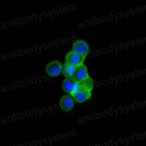 Валидация IF - AntibodySystem RHF42903 (1019)