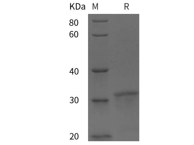 Валидация Elabscience PDEH100980(393)