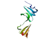 Fibrillin 1 (FBN1) Fibrillin 1 (FBN1)
