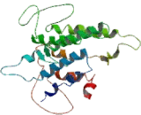 Kisspeptin Receptor (KISS1R) Kisspeptin Receptor (KISS1R)
