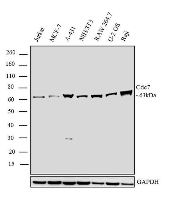 Валидация AssayVector ARM1958(2825)