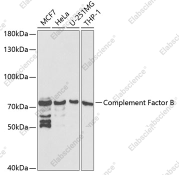 Вестерн-блоттинг, Complement Factor B, различные клеточные линии