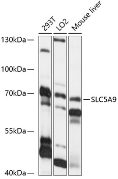 Валидация Elabscience E-AB-91022