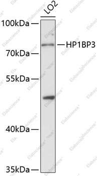 Вестерн-блоттинг, HP1BP3, клетки LO2