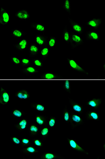 Валидация Elabscience E-AB-66157