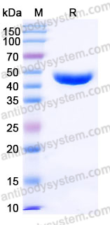 EHJ89802, SDS-PAGE
