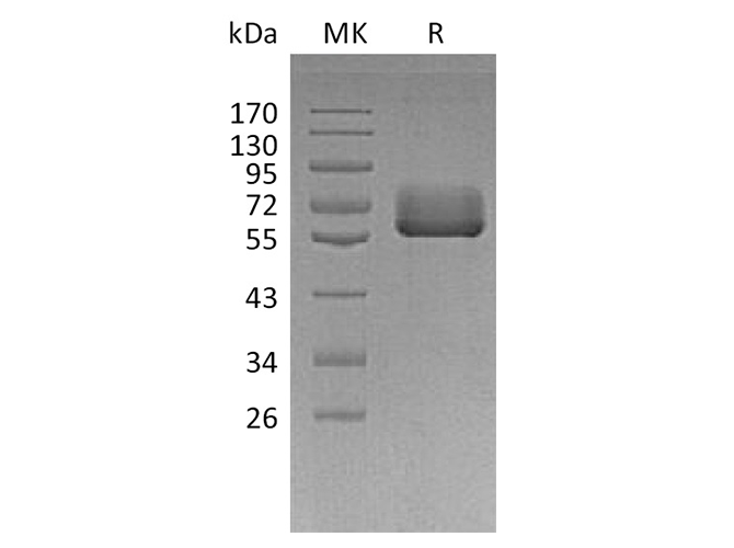 Валидация Elabscience PKSH033745(4023)