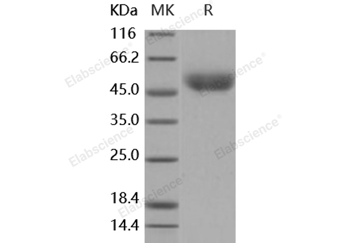 Валидация Elabscience PKSM040906(4854)