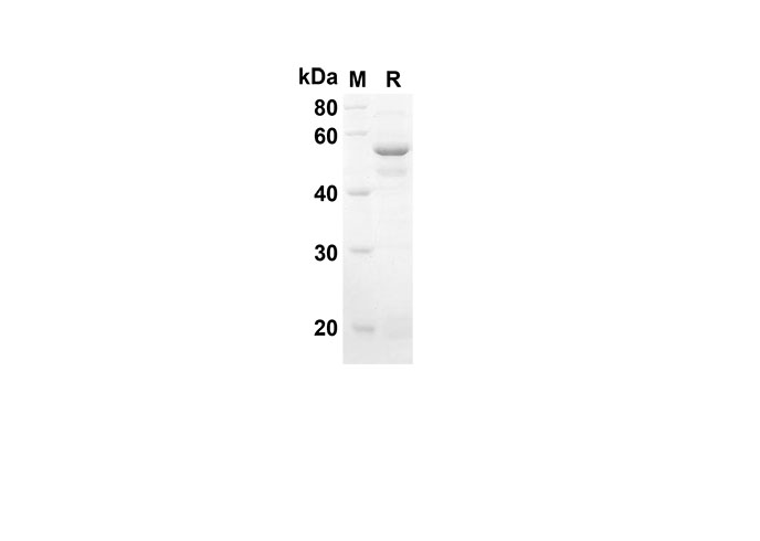 Валидация Elabscience PDEM100137(490)