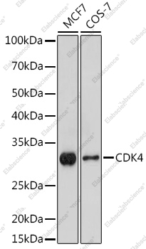 Вестерн-блоттинг, CDK4, различные клеточные линии