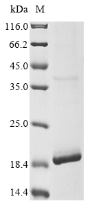 SDS-PAGE