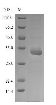 SDS-PAGE
