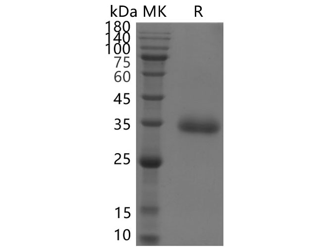 Валидация Elabscience PKSV030317(6048)