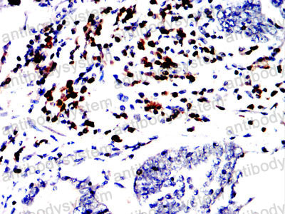 Валидация AntibodySystem RHC91003