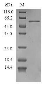 SDS-PAGE