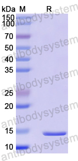 YMK97601, SDS-PAGE