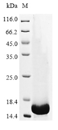 SDS-PAGE