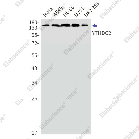 Вестерн-блоттинг, YTHDC2, клетки HeLa, A549, HL-60, U251, U87-MG