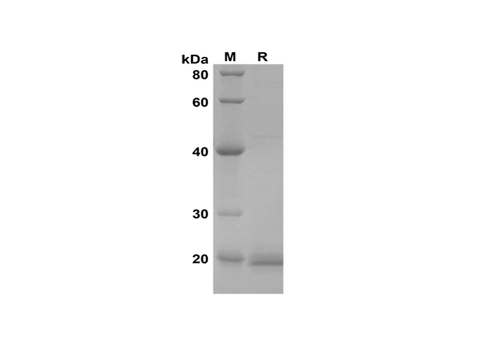 Валидация Elabscience PDEM100188(537)