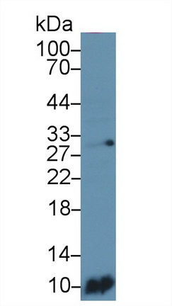 25977