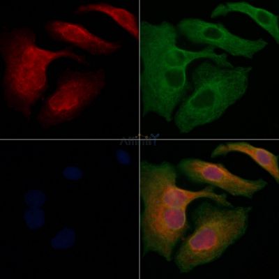 Валидация Affinity DF4853 - 16625