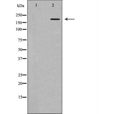 Валидация Affinity DF6651 - 18129