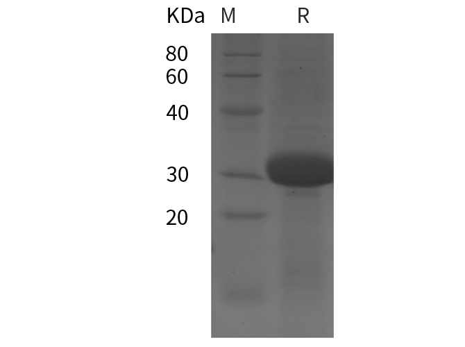 Валидация Elabscience PDEH100864(298)
