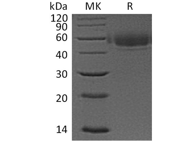 Валидация Elabscience PKSH033340(3671)