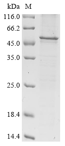 SDS-PAGE