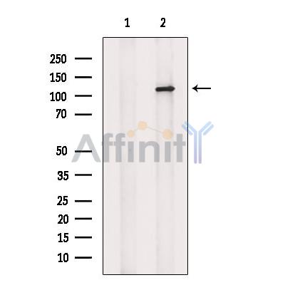 Валидация Affinity DF4319 - 15749