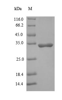 SDS-PAGE