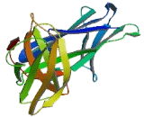 Leukocyte Immunoglobulin Like Receptor Subfamily B, Member 3 (LILRB3) Leukocyte Immunoglobulin Like Receptor Subfamily B, Member 3 (LILRB3)