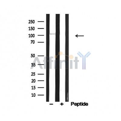 Валидация Affinity AF4684 - 2300