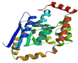 Enoyl Coenzyme A Hydratase Domain Containing Protein 2 (ECHDC2)