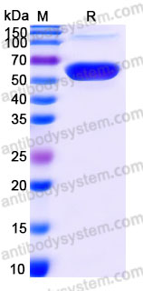 EHG63703, SDS-PAGE