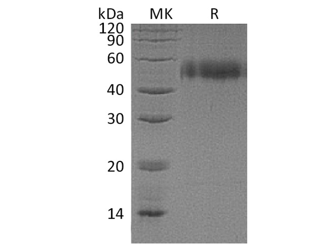 Валидация Elabscience PKSH033393(3722)
