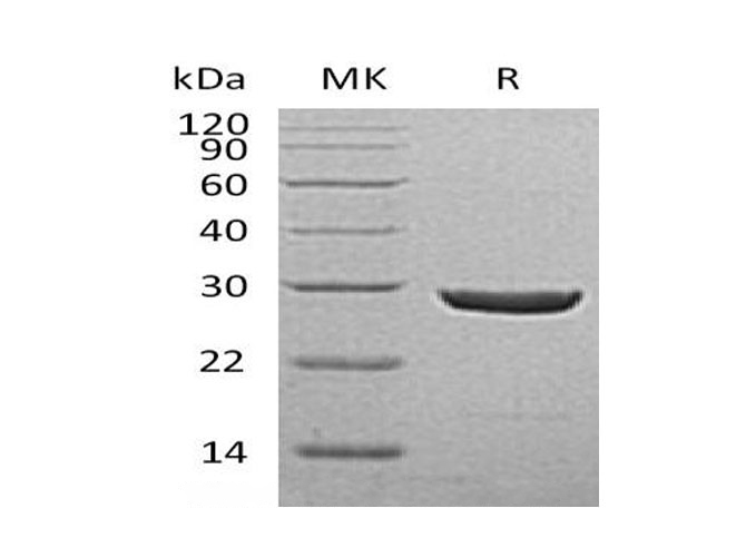 Валидация Elabscience PKSH033175(3528)