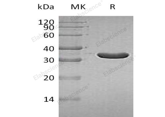 Валидация Elabscience PKSH032556(3009)