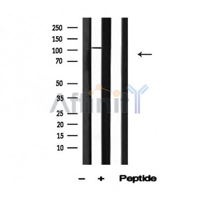 Валидация Affinity AF4730 - 2348